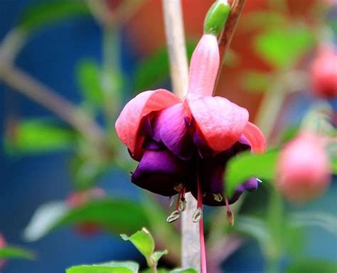 燈籠花種植|燈籠花照顧